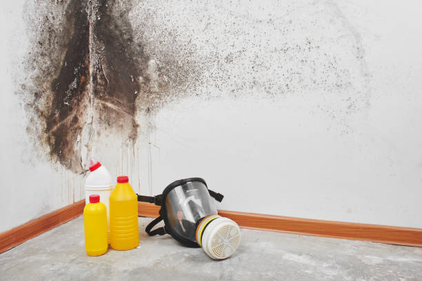 Best White Mold Remediation in Moss Bluff, LA