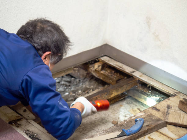 Best Emergency Mold Remediation in Moss Bluff, LA