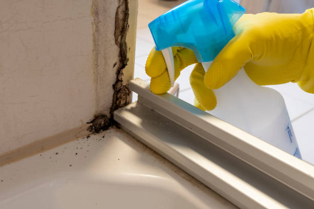 Best Basement Mold Remediation in Moss Bluff, LA