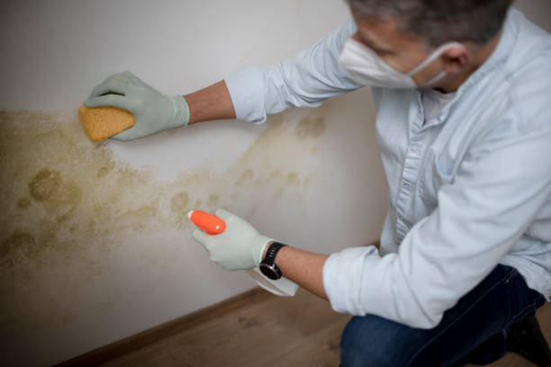 Best Mold Testing and Inspection Services in Moss Bluff, LA
