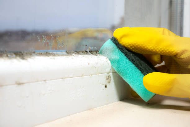 Best Black Mold Remediation in Moss Bluff, LA