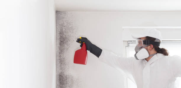 Best Commercial Mold Remediation in Moss Bluff, LA