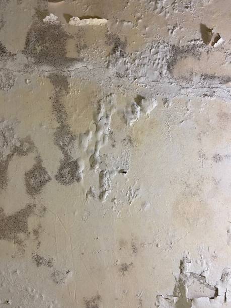 Reliable Moss Bluff, LA Mold Remediation Solutions