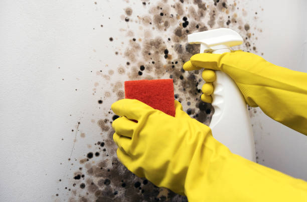 Best Residential Mold Remediation in Moss Bluff, LA