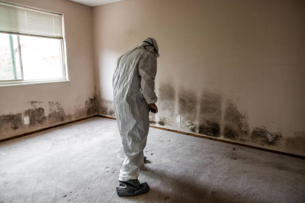Best Industrial Mold Remediation in Moss Bluff, LA