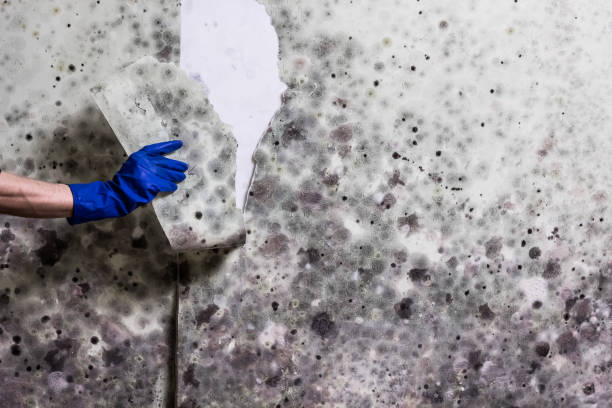 Best Residential Mold Remediation in Moss Bluff, LA