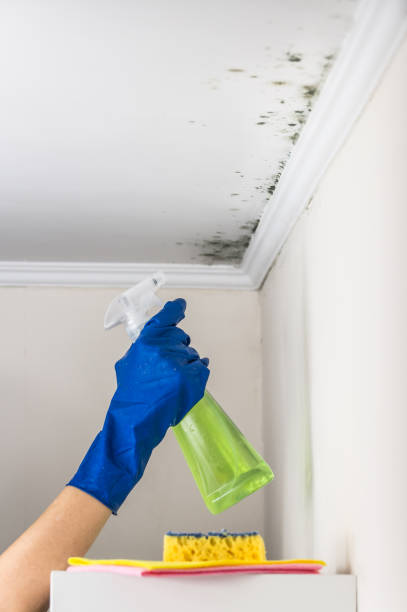 Best Emergency Mold Remediation in Moss Bluff, LA