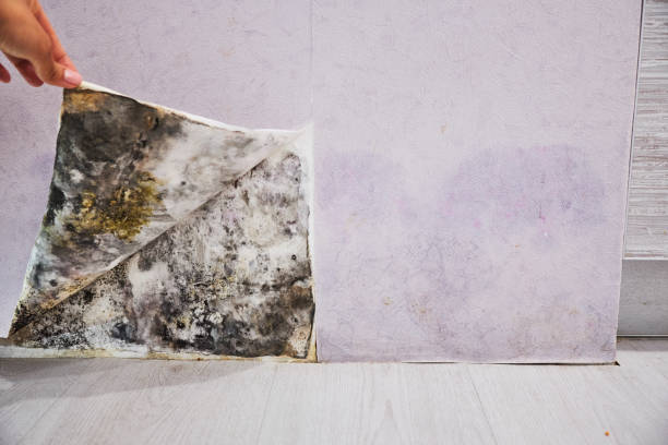 Best Attic Mold Remediation in Moss Bluff, LA